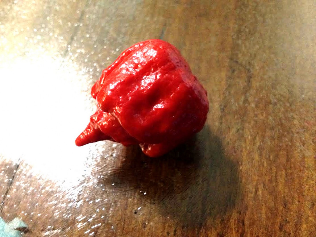 Знакомься: перец Trinidad Scorpion Moruga