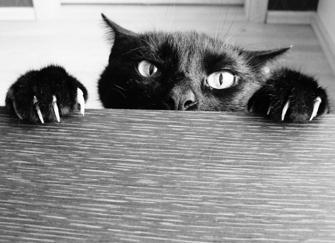 Кошка. Животное, из-за которого египтяне проиграли бой персам
