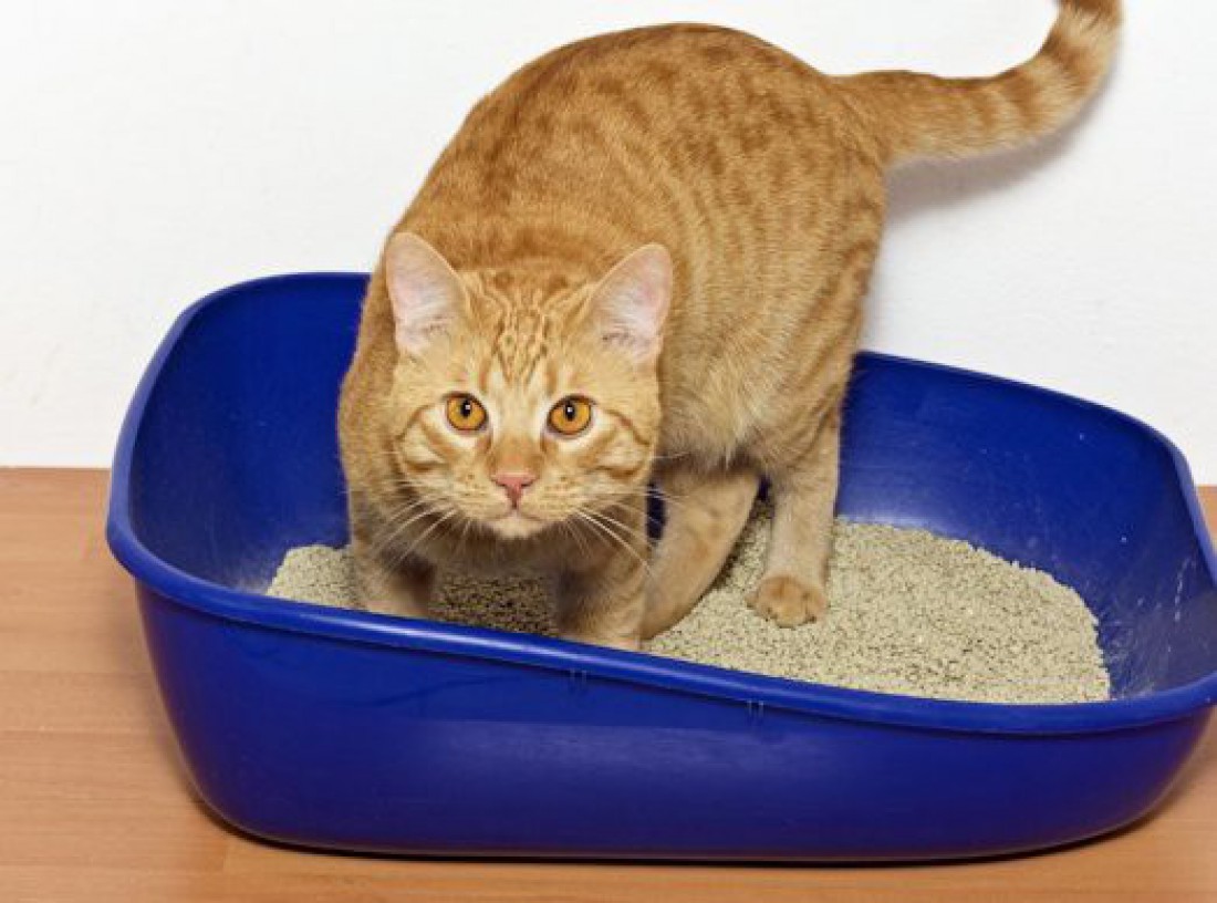 Коты не просто так игнорируют свой туалет и