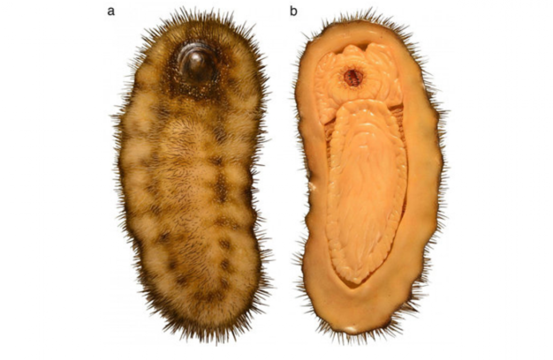Calvapilosa kroegeri