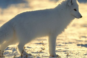 Озоновому слою может настать песец