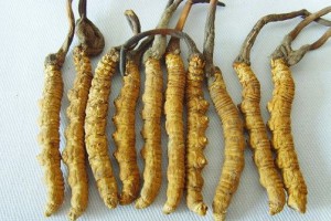 «Гималайская виагра» помогает ньюйоркцам спариваться «Гималайская виагра» помогает ньюйоркцам спариваться