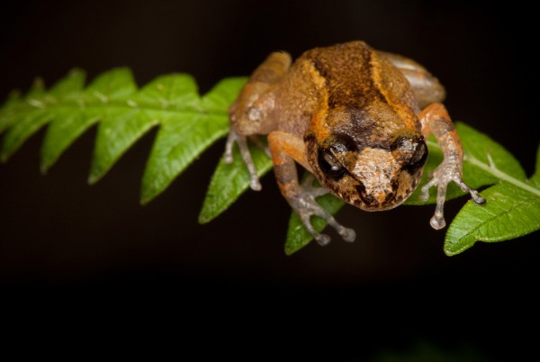 Eleutherodactylus dolomedes. Еще один вымирающий вид из Гаити (гора Макайя). В последний раз его видели в 1991 году — пока лягушек не обнаружили участники экспедиции 2010 года.