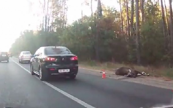 В ДТП под Киевом погиб лось