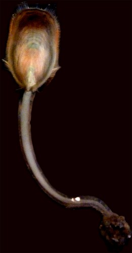 Lingula anatina