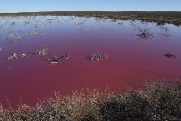 Вода окрасилась в розовый цвет