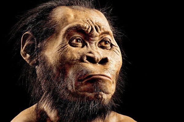 Homo naledi
