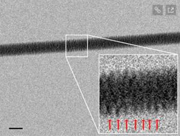 Энцо ди Фабрицио из технологического института Генуи (Италия) с помощью электронного микроскопа сумел сфотографировать спираль ДНК