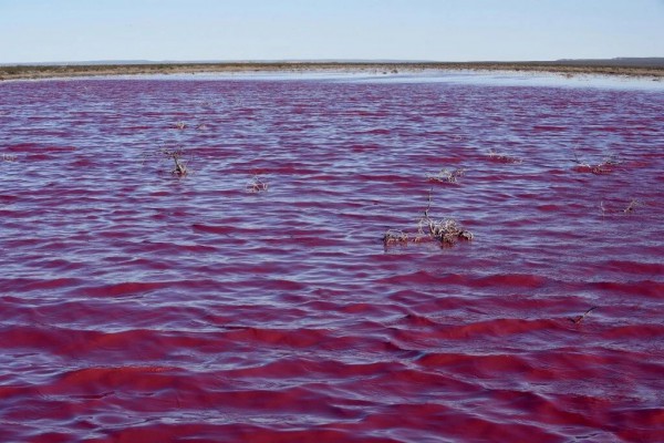 Вода окрасилась в розовый цвет
