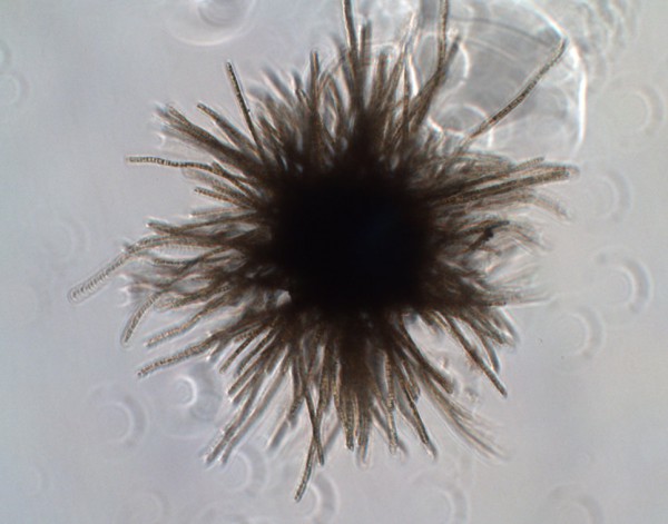 Колонии цианобактерии Trichodesmium thiebautii окрашивают тропические воды в красный цвет.