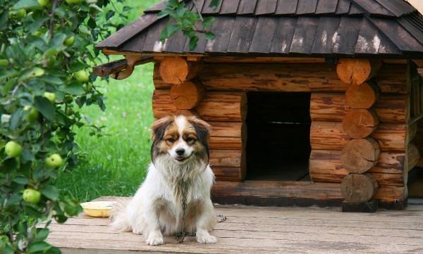 Как построить будку для собаки