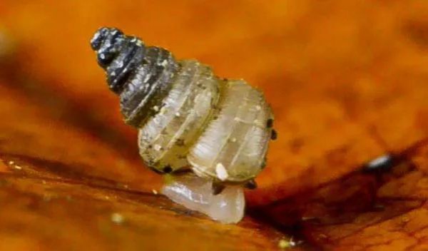 Craspedotropis gretathunbergae
