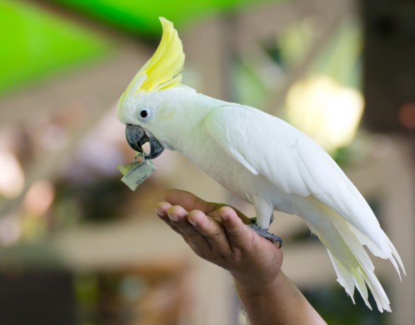 Какие особенности содержания попугая какаду