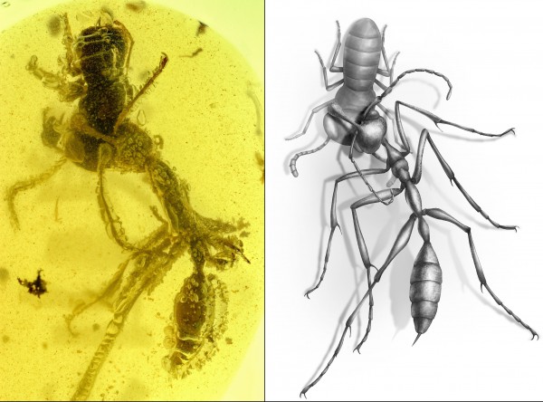 адский муравей Ceratomyrmex ellenbergeri, хватающий нимфу Caputoraptor elegans (Alienoptera), сохранившуюся в янтаре, возраст которой составляет примерно 99 миллионов лет