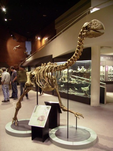Реконструированный скелет Dromornis planei , выставленный в Музее Северной территории, Алис-Спрингс, Австралия