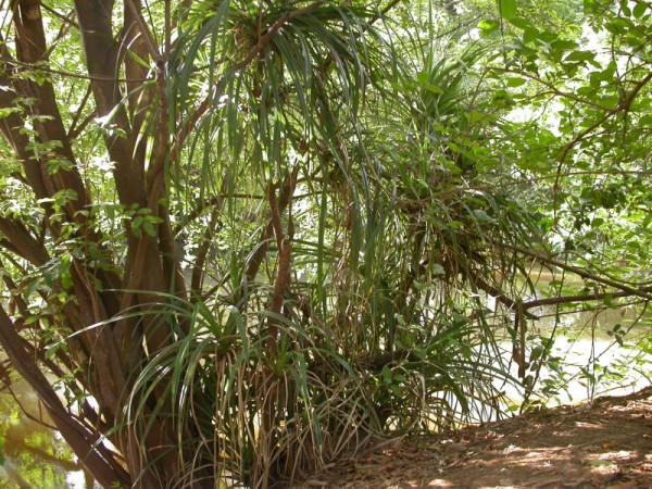 Pandanus candelabrum