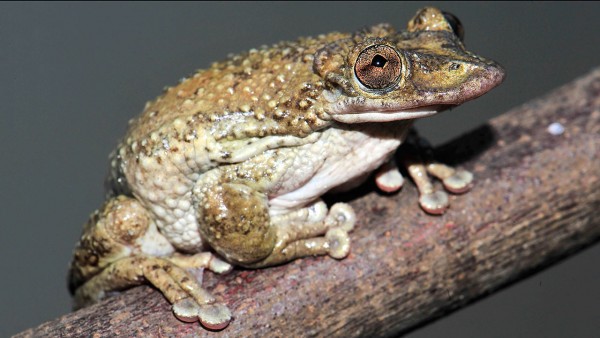 Corythomantis greening