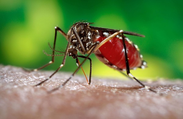 Aedes aegypti
