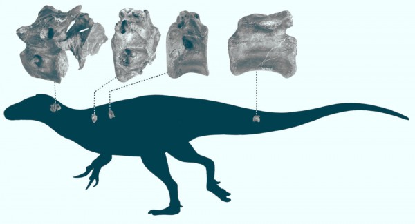 Силуэт Vectaerovenator inopinatus с указанием происхождения костей