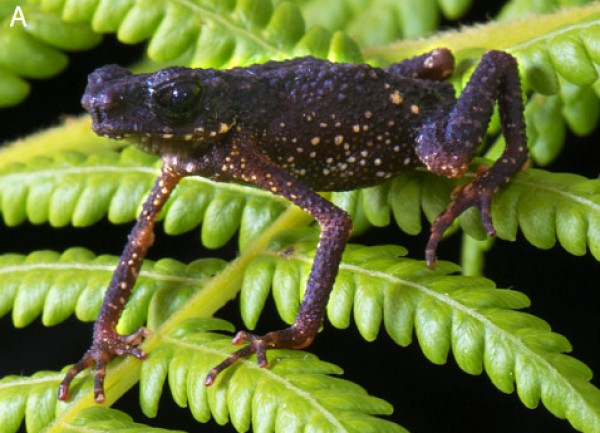 Жаба Ansonia smeago