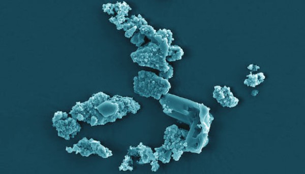 Metallosphaera sedula