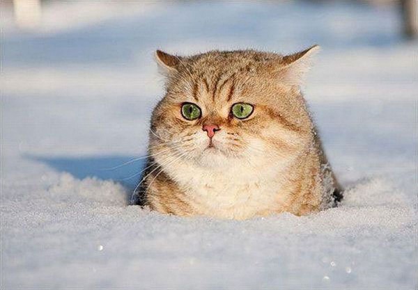 Кошки тоже справляются с ролью метеорологов