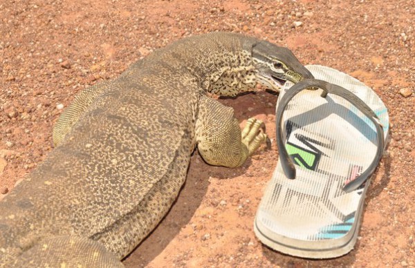 Varanus panopter