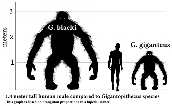 Сравнение человека и Gigantopithecus blacki