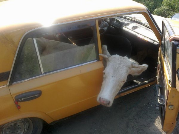 Вор вынул сиденья и загрузил в салон корову