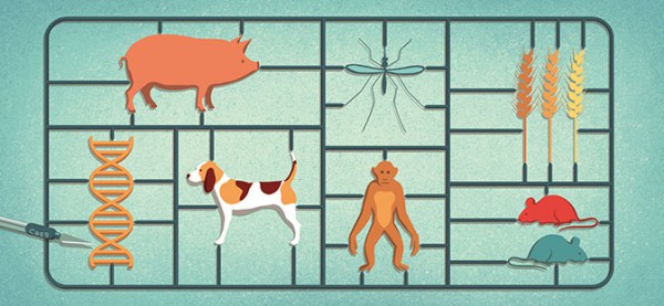 CRISPR стал инструментом для редактирования генов