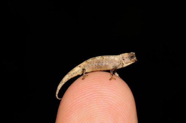 Самец нано-хамелеона ( Brookesia nana ) имеет длину всего 13,5 мм