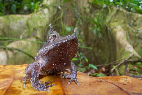 Лягва рогатая. Эта лягушка (Ceratobatrachus guentheri) живет только на Соломоновых островах. Голова треугольная, сплющенная, спереди вытянутая. Стадию головастика эти амфибии проживают еще в яйце: вылупляется уже полноценная лягушка.