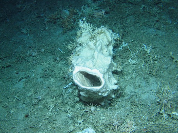 Губки и морские ежи