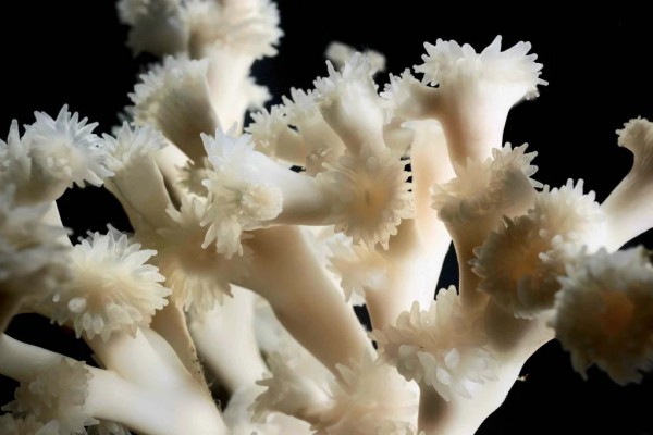 Lophelia pertusa, холодноводный коралл