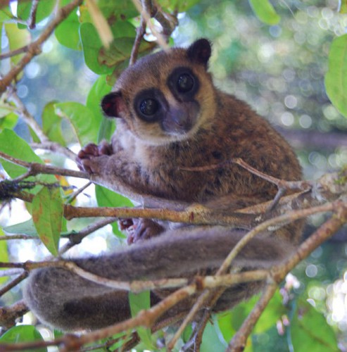 Cheirogaleus grovesi