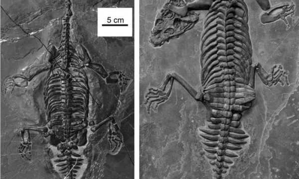 Brevicaudosaurus jiyangshanensis