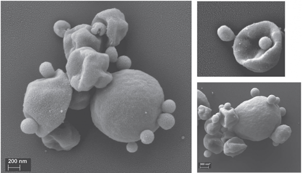 Архея Nanopusillus acidilobi живет в очень кислых горячих источниках Йеллоустонского парка (США)