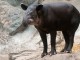 25 �����. ����� ����� ( Tapirus bairdii ) ������� � ����������� � �������� ����� ����� �������. ��� ���� �� ���� ������������������ ����� ������.