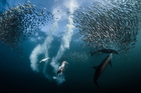 © Greg Lecoeur