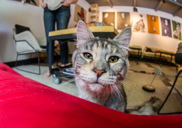 В Киеве открылось первое кошачье кафе Tofycatspace