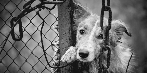 Animal Ads Day покажет лучшую социальную рекламу о братьях наших меньших
