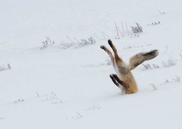 Фотография, победившая в конкурсе Comedy Wildlife Photography Awards 2016