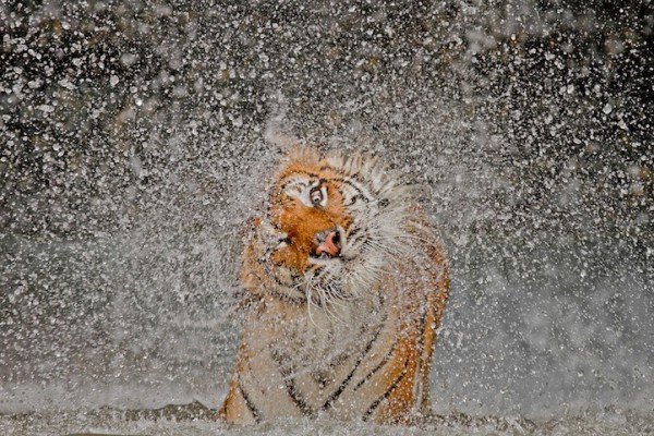 Эшли Винсент (Ashley Vincent). Первое место в номинации Природа