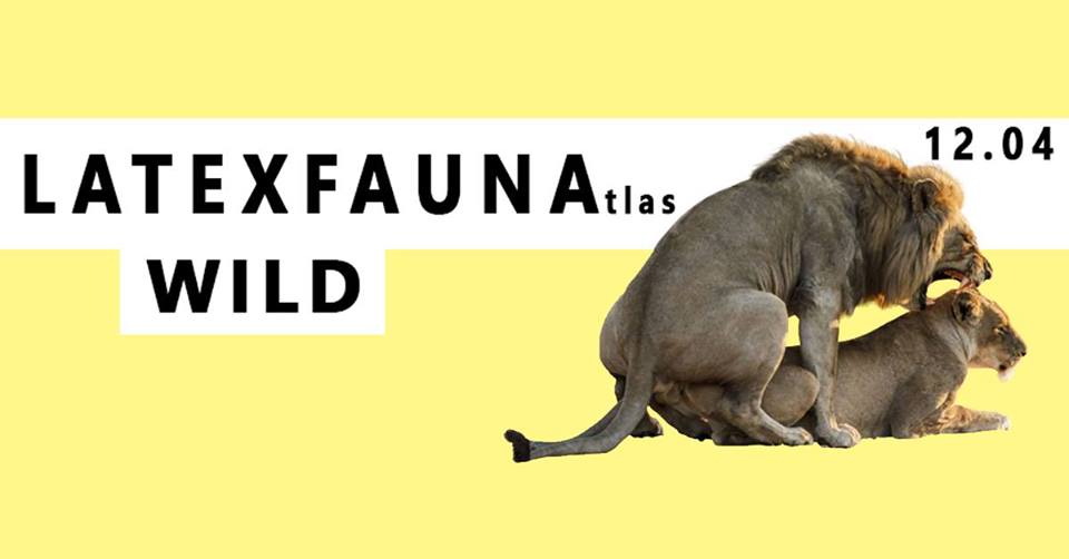 Latexfauna