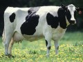Страховая выплатила 5,7 тыс. грн за погибшую корову