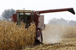 Украине стоит готовиться к резкому снижению урожая зерновых Украине стоит готовиться к резкому снижению урожая зерновых