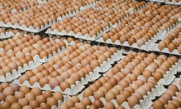 В украинских яйцах для Израиля сальмонелла не обнаружена