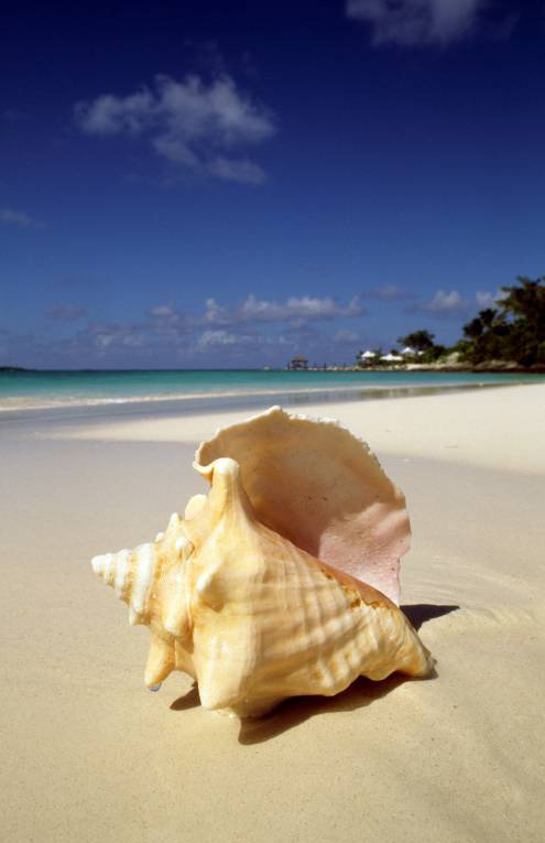 Остров Rooster Cay