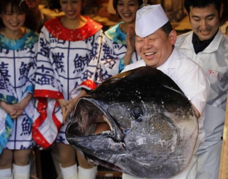 Голубой Тунец (bluefin tuna) ценится за превосходные вкусовые качества
