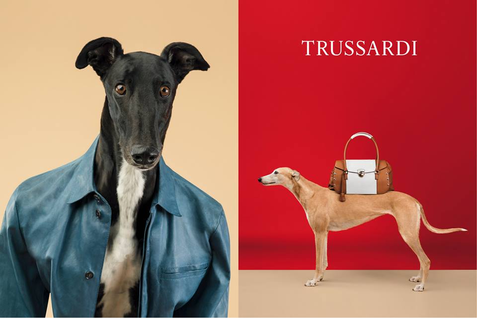 Грейхаунд - новые лица рекламной кампании Trussardi